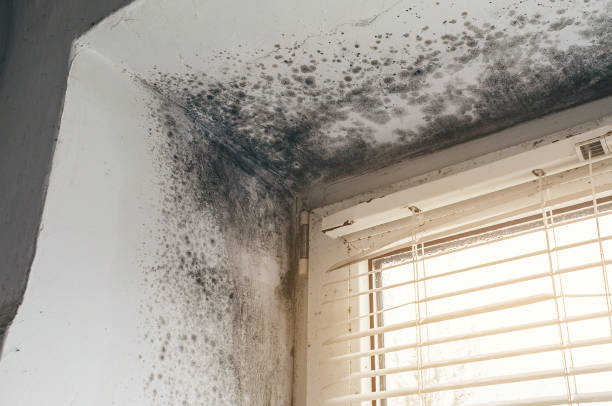 Affordable Mold Removal solutions in Richmond, IL