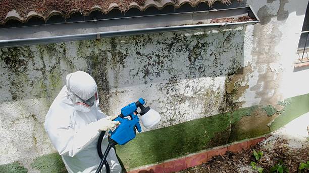 Top rated local Mold Removal specialists in Richmond, IL